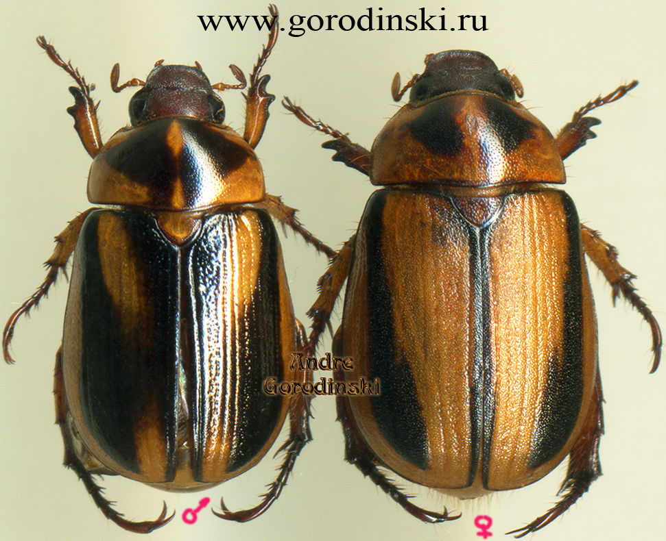 http://www.gorodinski.ru/scarabs/Anomala rugosa.jpg